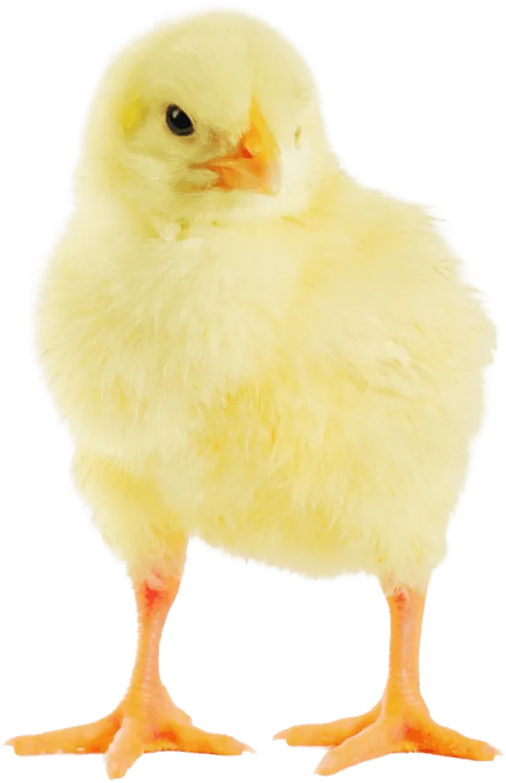 ひよこ