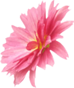 ピンクの花