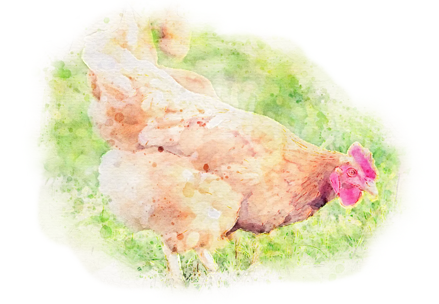 養鶏のイラスト